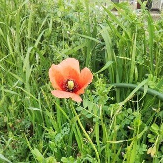 ありしん@共同親権反対です