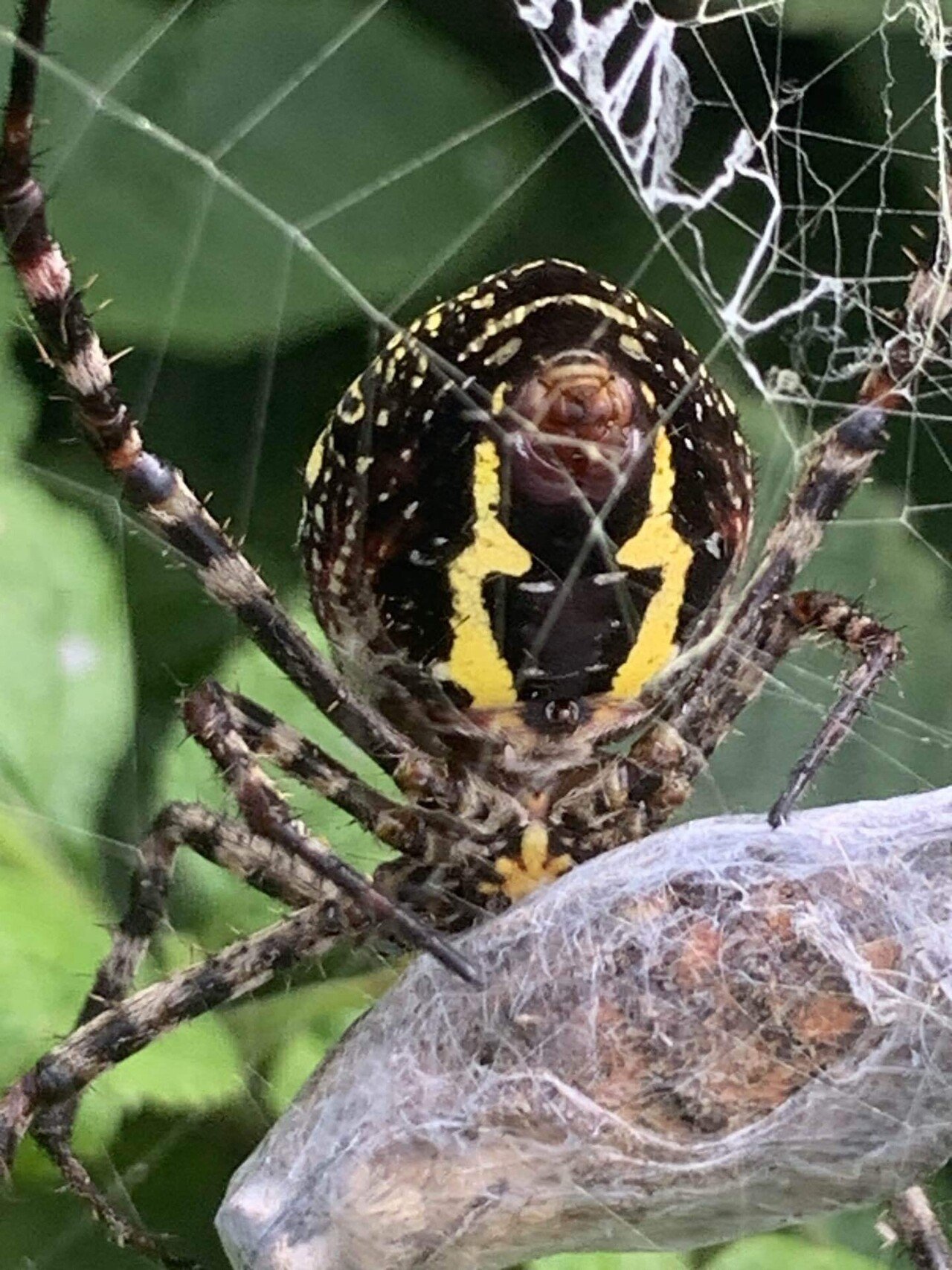 ナガマルコガネグモ|pruru|note