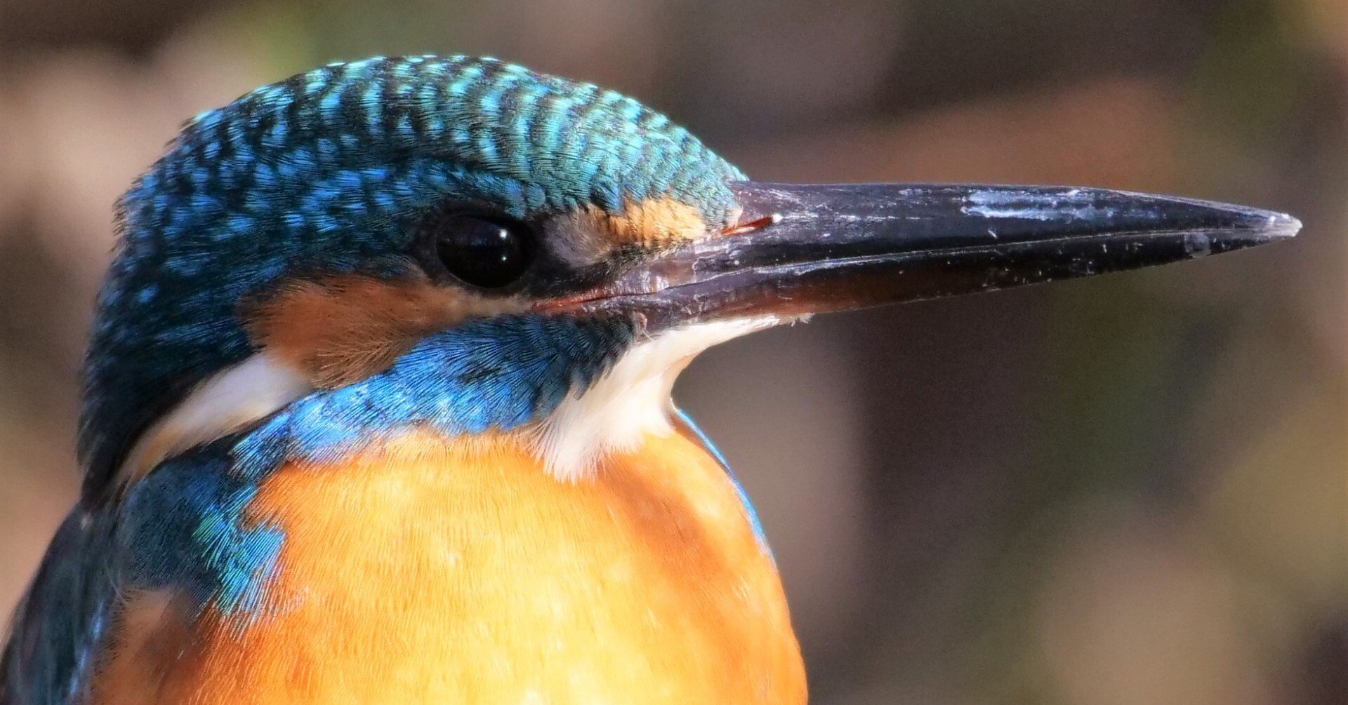 野鳥が好きです!㉒「カワセミ」｜take 🎸全ての人が自由になれる気がし