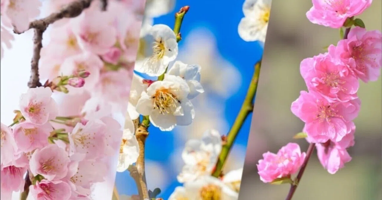 桜梅桃李｜TECHNOuchi