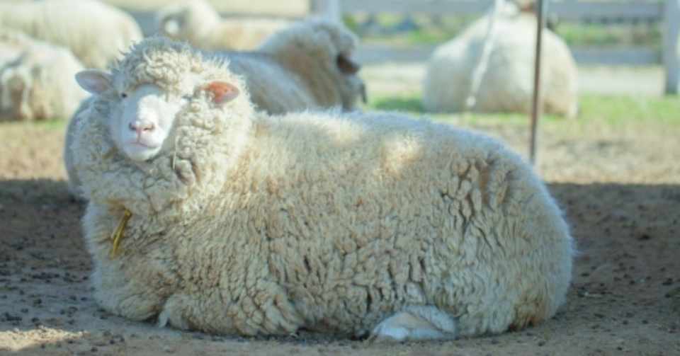 ちょうどいい細い目のススメ 香山由奈 Note