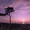 Purplish Pinus