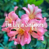Yuriya | シンガポール暮らし