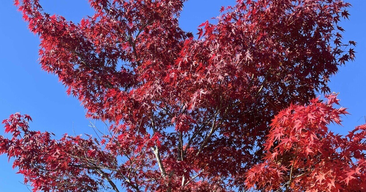 弓道教本 : 日置流印西派歩射 日置流印西派歩射弓道教本 - 稲垣源四郎 - Google Books
