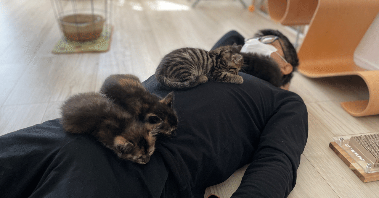 2022年のメディアまとめ【WEB版のみまとめました】｜nekodea（ねこであ）／福井