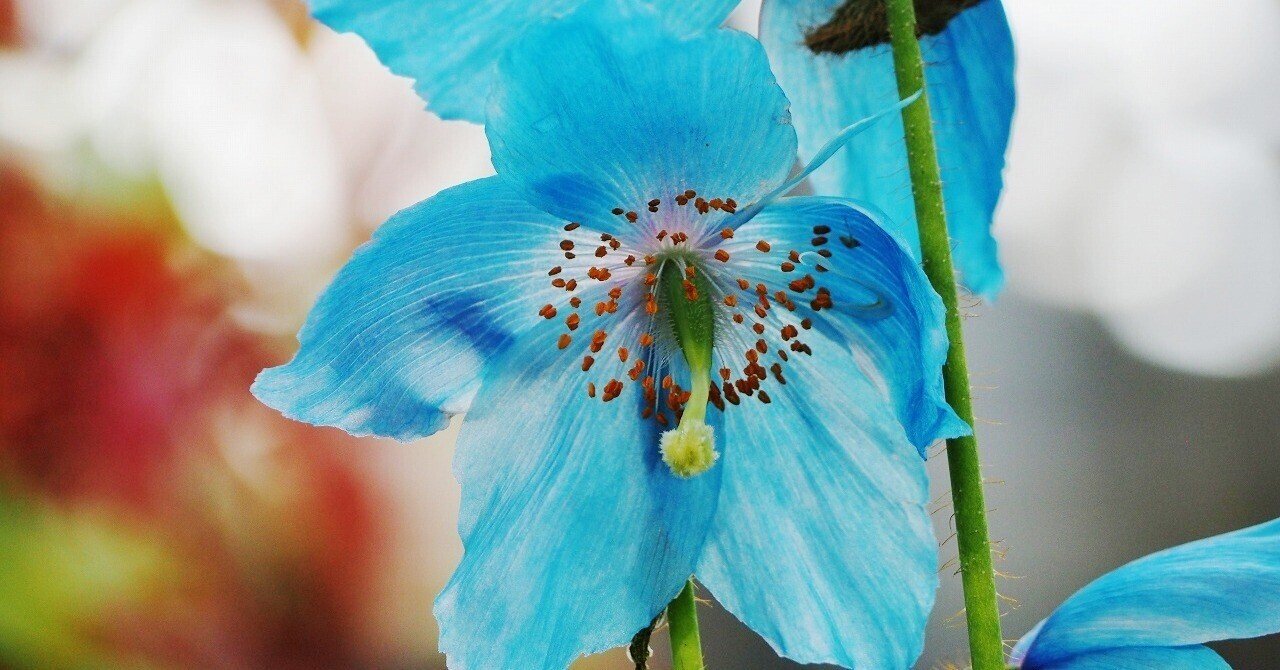 リテピ花写049 幻の花 ヒマラヤの青いケシ 高貴な青色｜litepi (リテピ