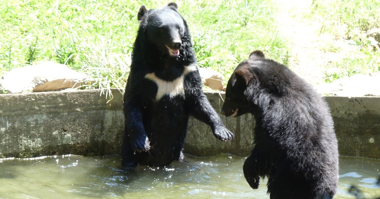 ツキノワグマ舎のクマ棚
