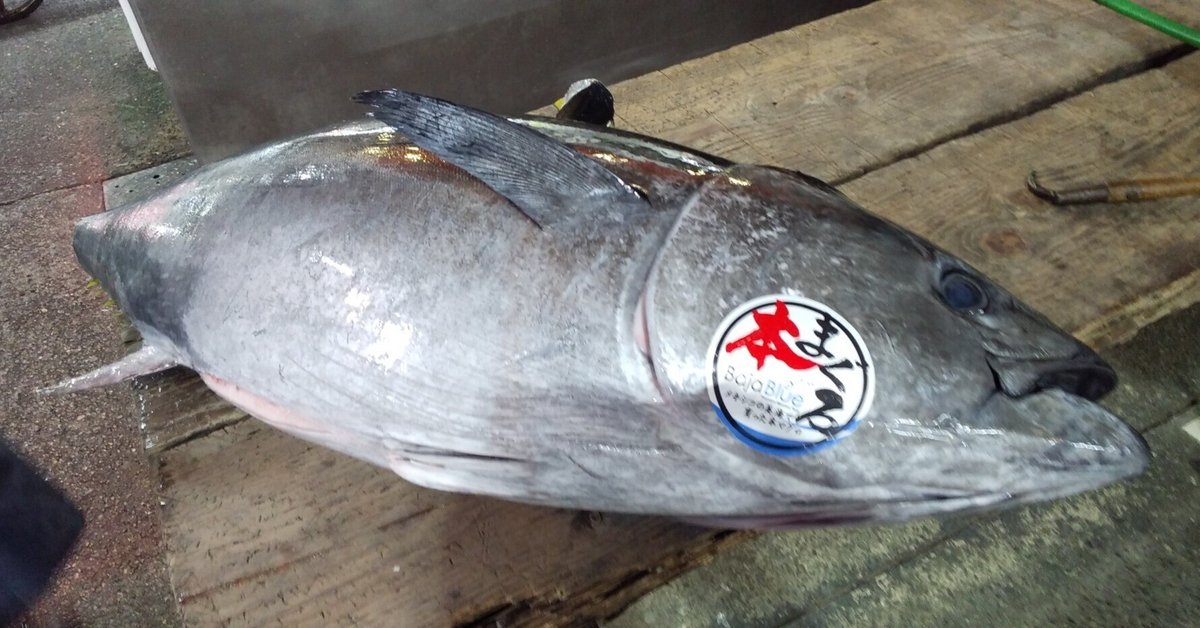 早捌き🐟🔪 本マグロ60kg 7割ぐらいで 今度は1分チャレンジしよ