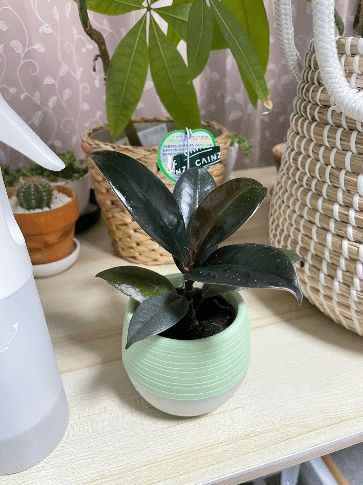 モンステラ　テーブル　葉っぱ　ブラウン 新しいモンステラの葉に小さな茶色い穴がある？これって湿度が