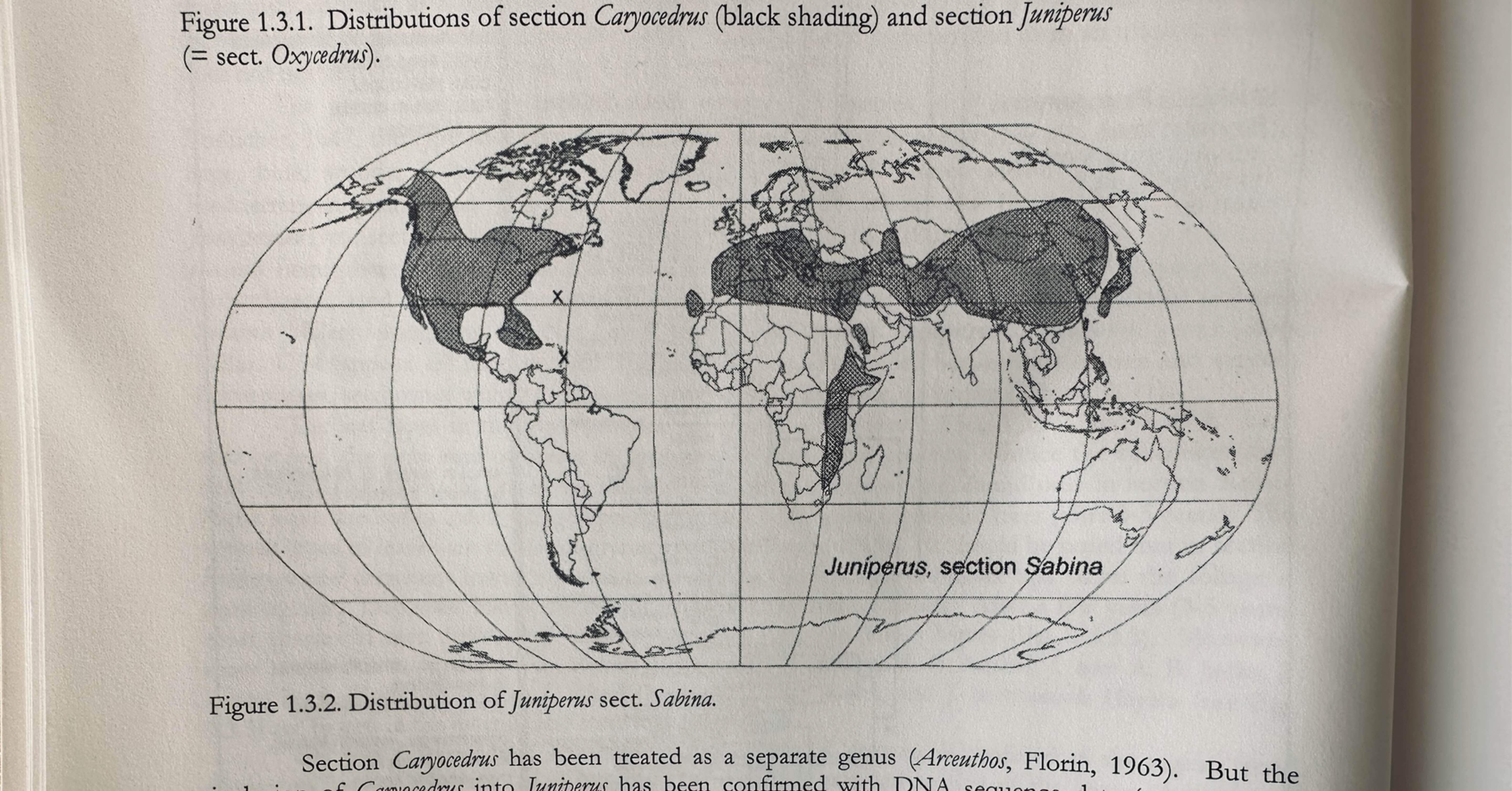 日本のネズの種類。ジン好きの皆様へ愛を込めて。｜Bar BenFiddich