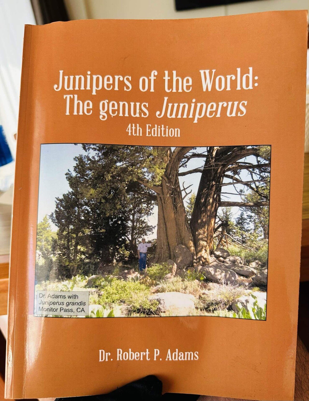 ネズの木　ジュニパー のカゴ ネズの木/ジュニパー のカゴ