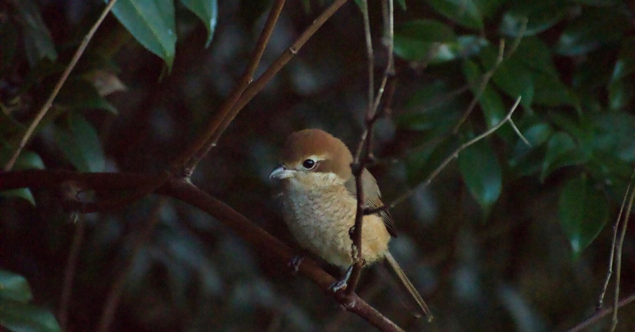 モズ ｜roco* ｜note