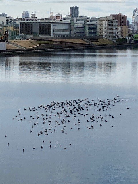水鳥の群れ