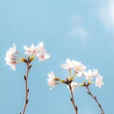 びわ