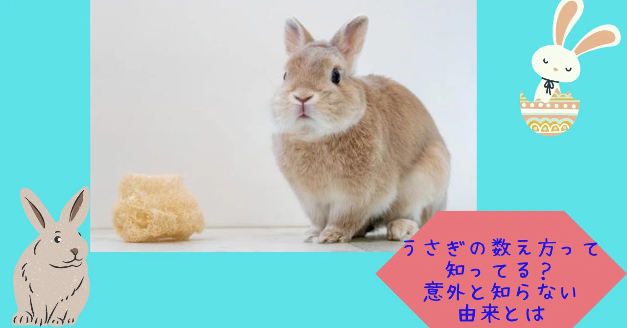 うさぎ の 数え 方