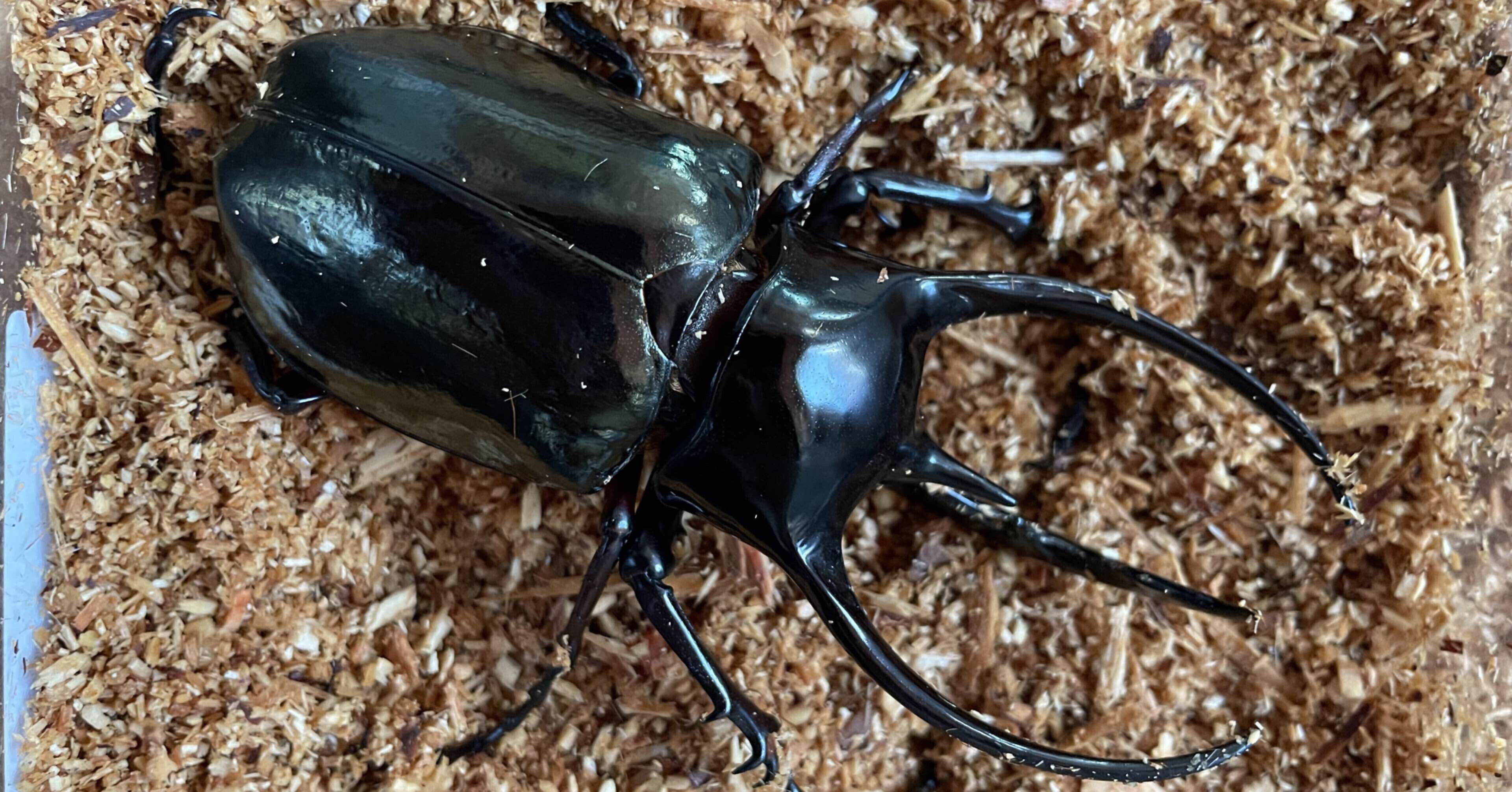 極小レベルの象さん ヨルゲンセンヒメゾウカブトMegasoma joergenseni