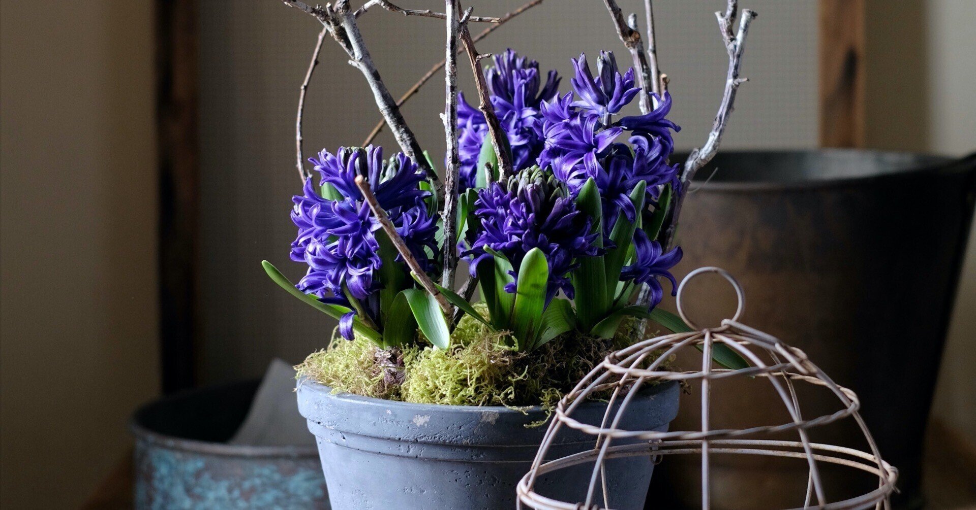 春球根の愉しみ ヒヤシンス 季節花人 Shoko Kondo Note 春球根の愉しみ ヒヤシンス 季節花人 Shoko Kondo Note