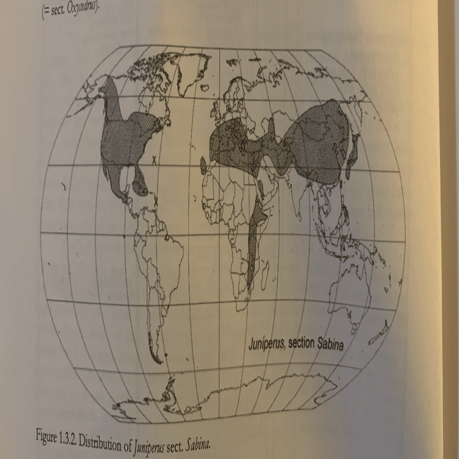 日本のネズの種類。ジン好きの皆様へ愛を込めて。｜Bar BenFiddich