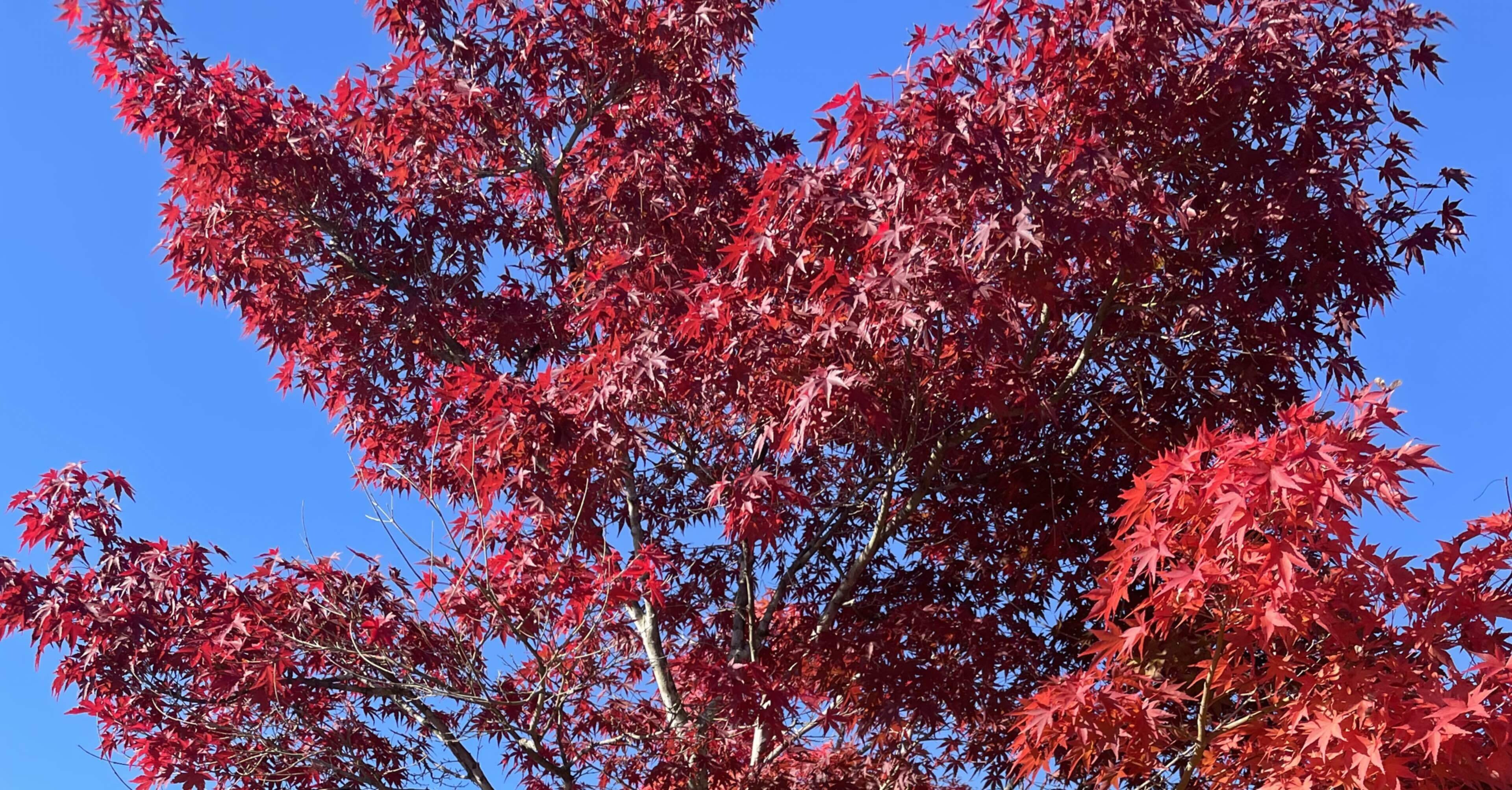 日置流印西派射術の魅力と面白さ｜南條晃一／nanjou_tarou51