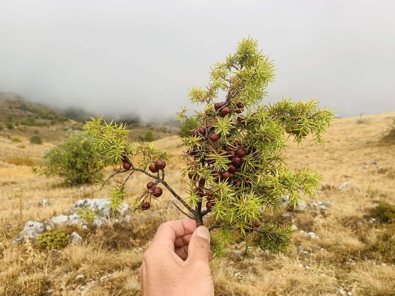日本のネズの種類。ジン好きの皆様へ愛を込めて。｜Bar BenFiddich