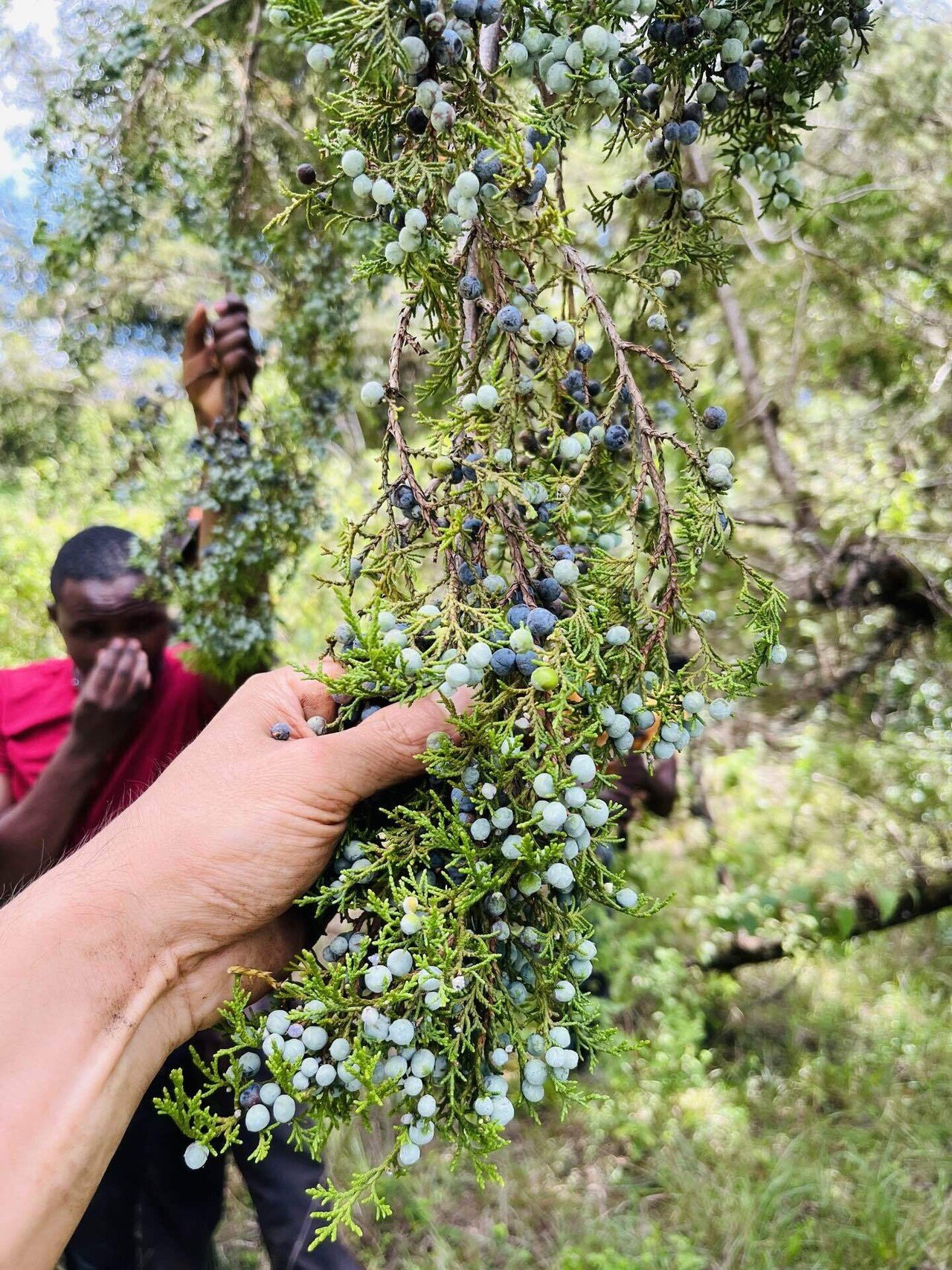 日本のネズの種類。ジン好きの皆様へ愛を込めて。｜Bar BenFiddich