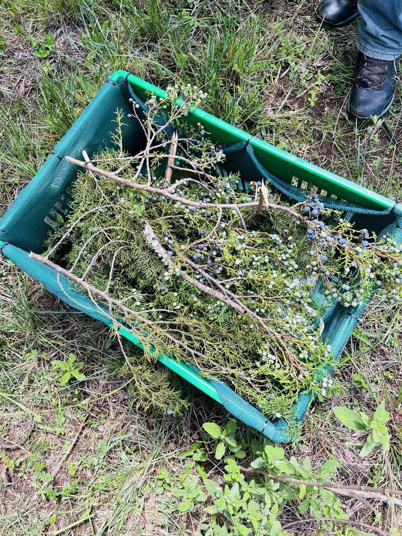 ネズの木　ジュニパー のカゴ ネズの木/ジュニパー のカゴ