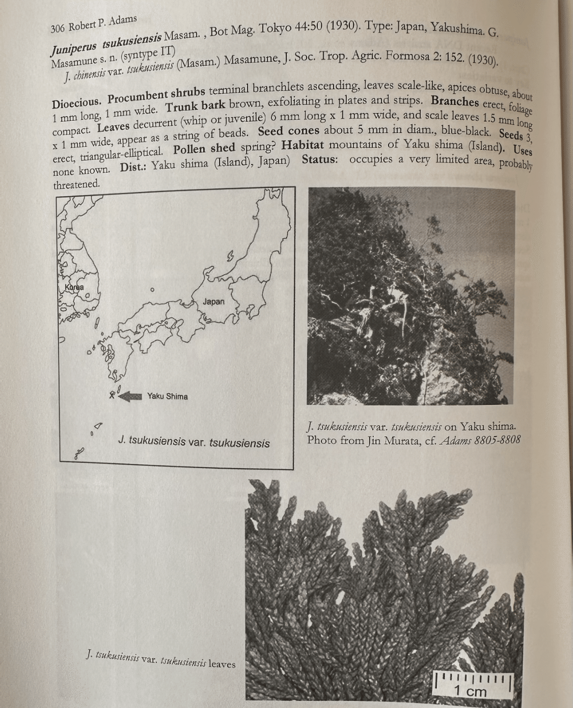 日本のネズの種類。ジン好きの皆様へ愛を込めて。｜Bar