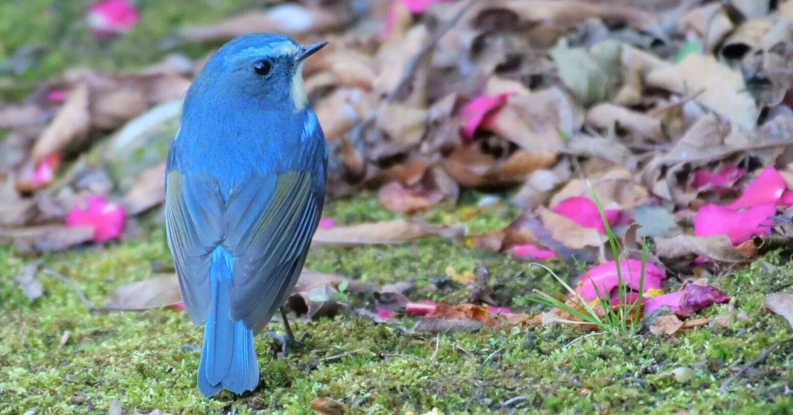 野鳥が好きです!㉓「ルリビタキ(オス)」｜take 🎸全ての人が自由に