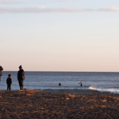 好きな詩『動物園の珍しい動物』天野忠｜いっき82