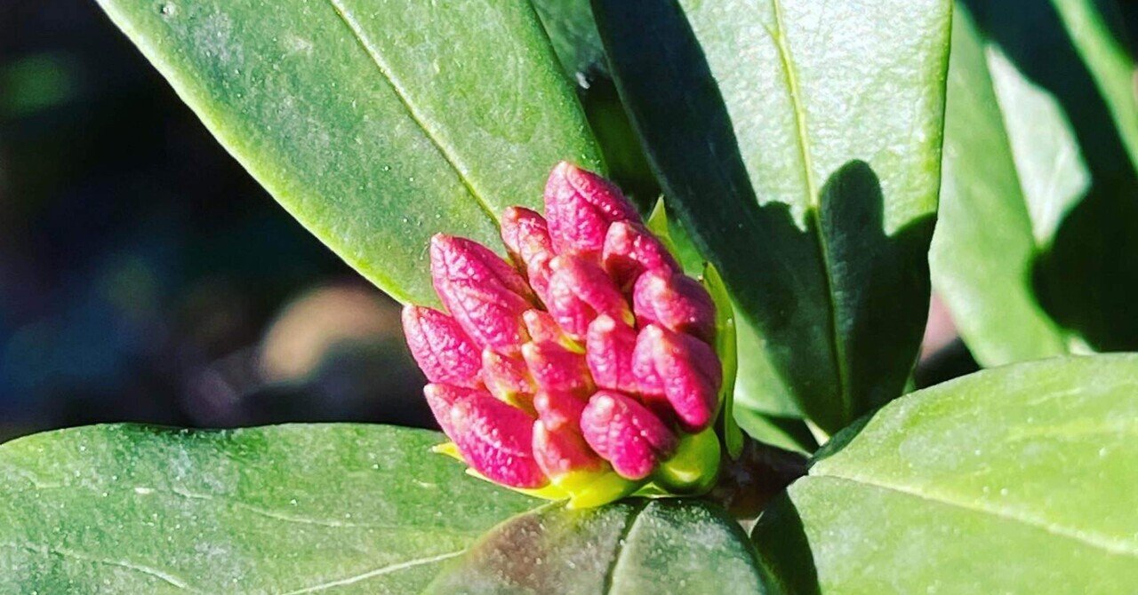 沈丁花の香り 梶晶子 Note 沈丁花の香り 梶晶子 Note