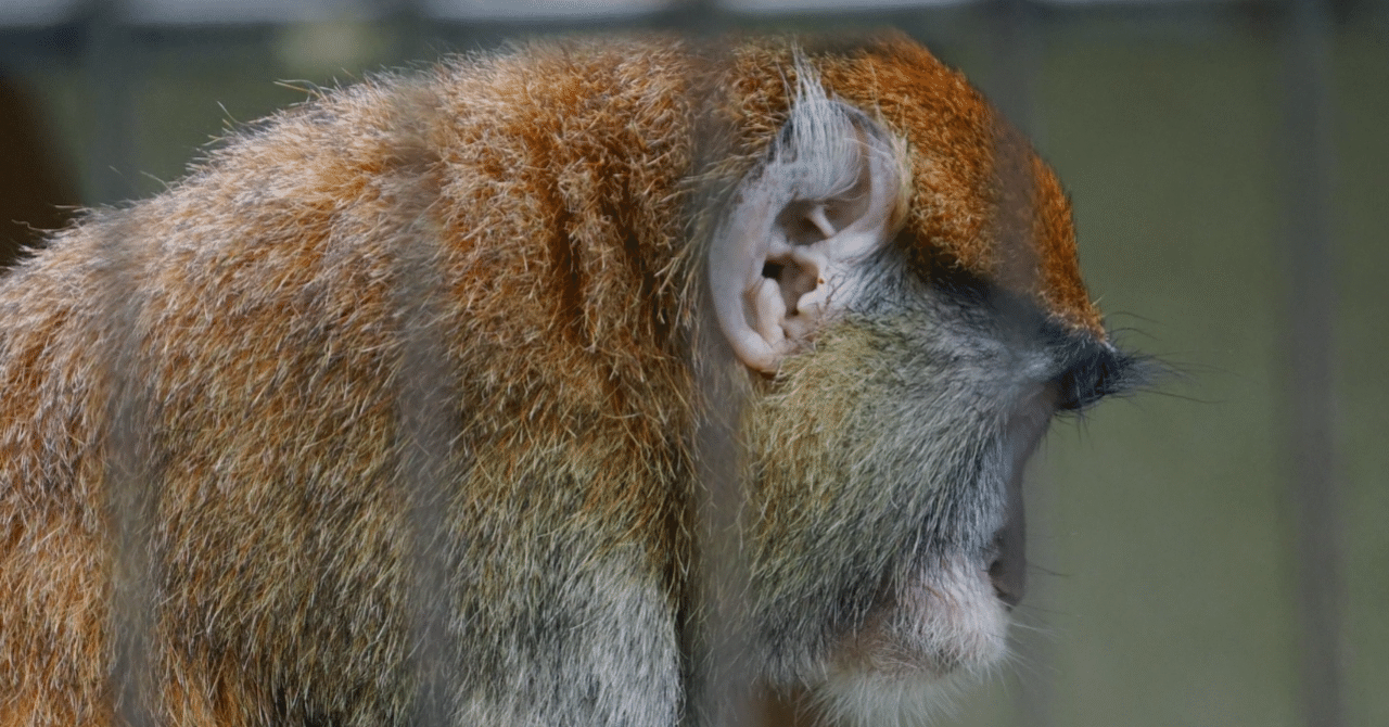 好きな詩『動物園の珍しい動物』天野忠｜いっき82