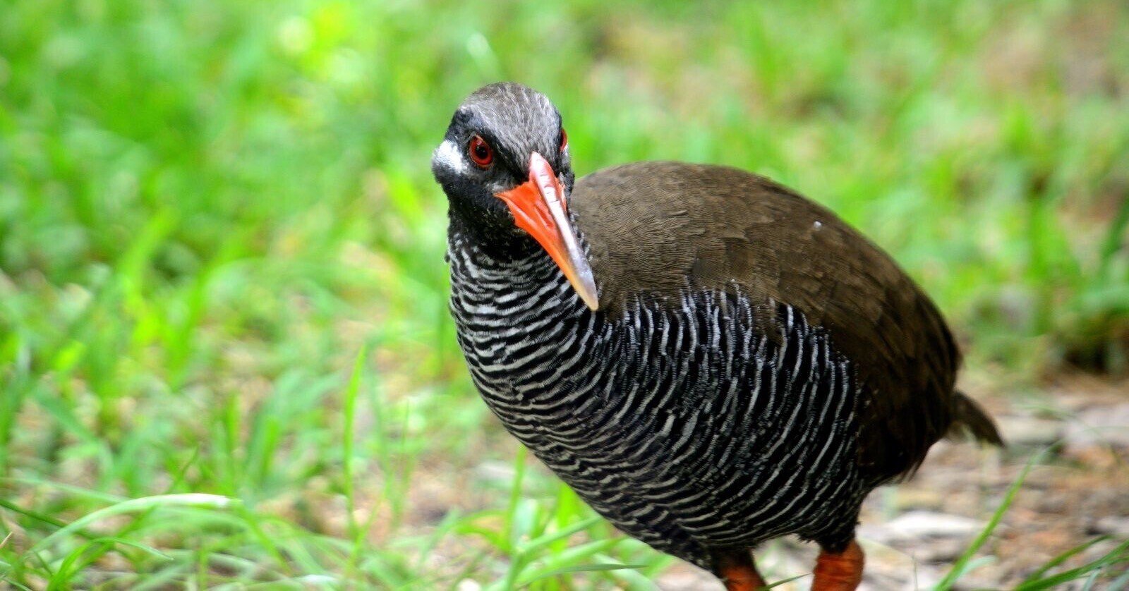 ヤンバルクイナ レポート 森埜猩猩 Morino Syojyo Note ヤンバルクイナ レポート 森埜猩猩 Morino Syojyo Note