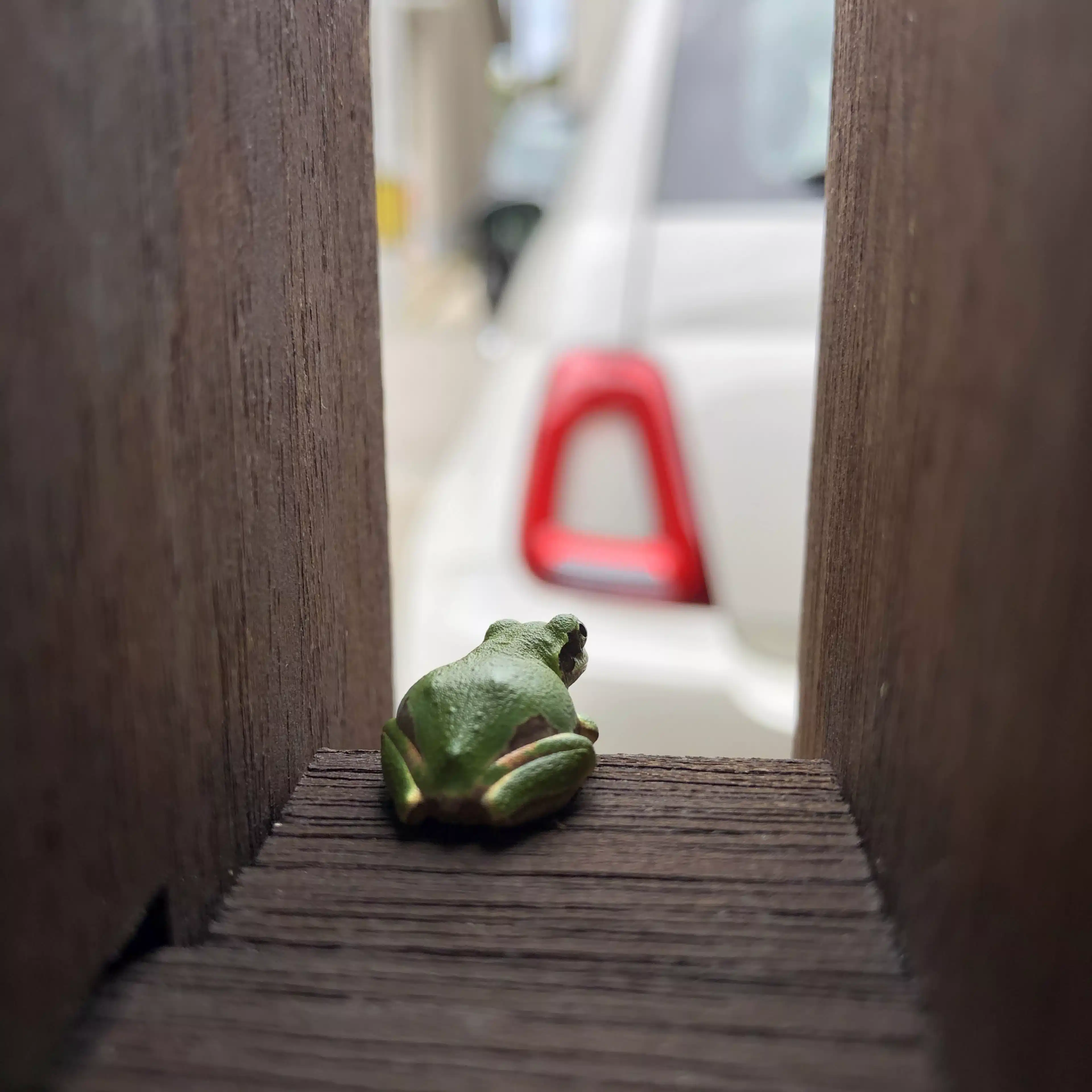 ゾウさんコラム