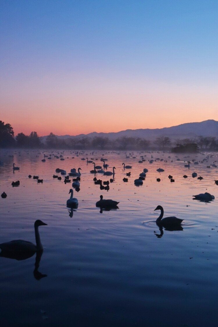 朝焼け空が湖に映り込む頃、頭を羽の中に入れて眠る白鳥達がそろそろ目覚める時間