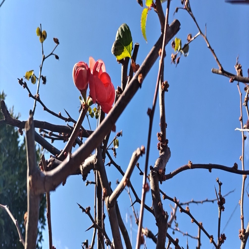 寒木瓜の花 Marry015 Note