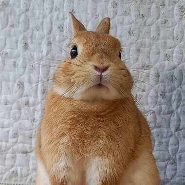 うさぎは今日も、偶然を拾う｜うさぎカフェ