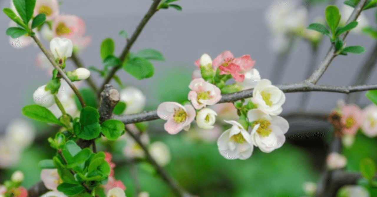 型 その１ 寒木瓜 白足袋 紫乃 Note