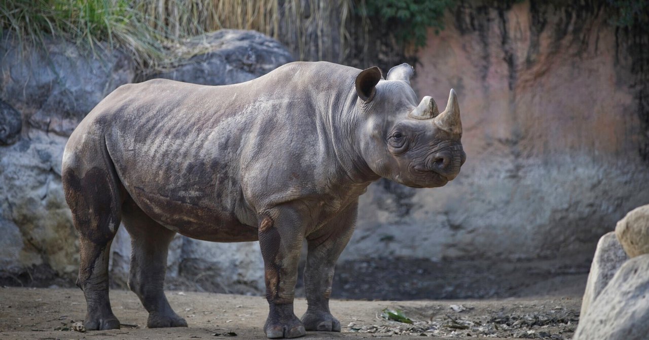久々に息子を連れて… 連れられて？ 動物園に。｜ナックルヘッド