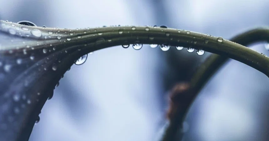Thoughts and Observations on the Direction of the Movie 'Liz and the ...