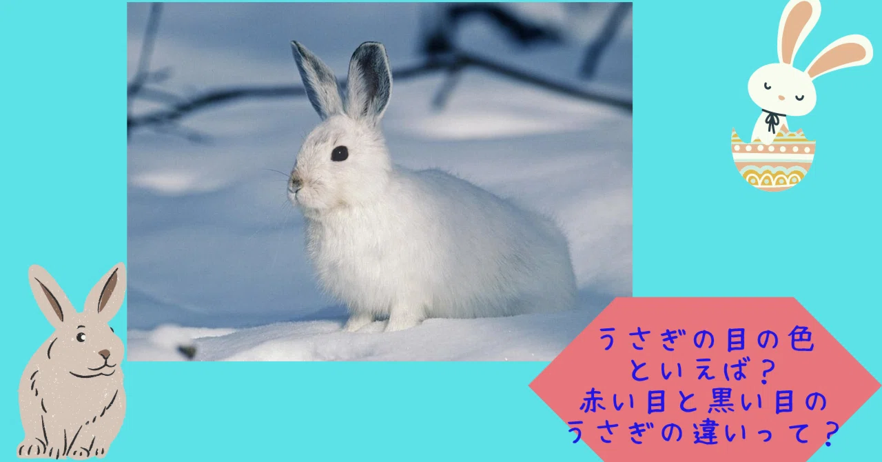 うさぎの目の色といえば？赤い目と黒い目のうさぎの違いって？｜ペットの杜