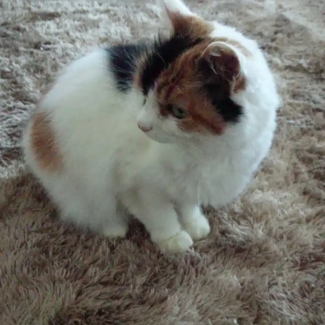 涼風りん。