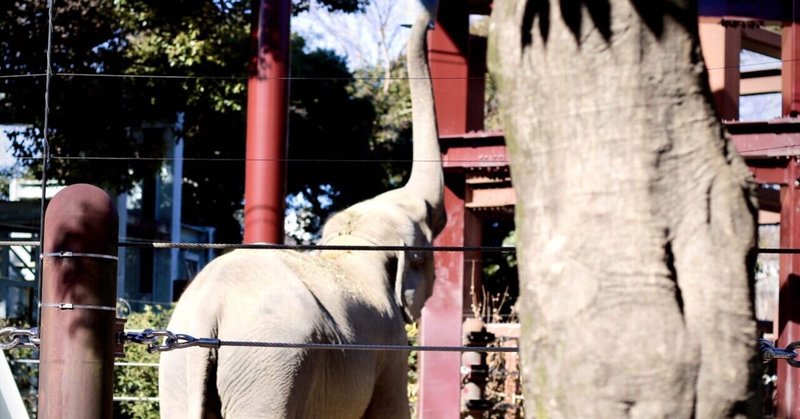 上野動物園散歩のキロク2。