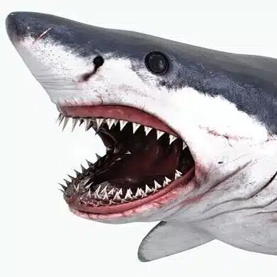 🦈SHARK🦈競艇予想🦈