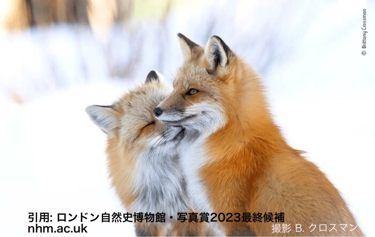 狐 交尾