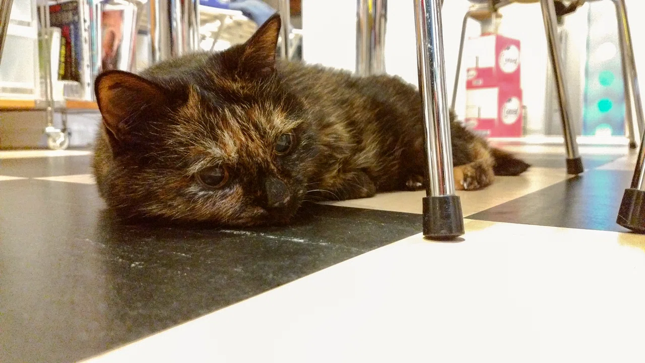 腎不全の猫と長く生きるために (1)|宮子あずさ(看護師&著述業