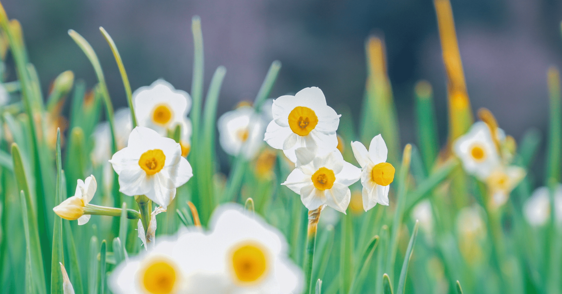 It's My Life - Bon Jovi | 和訳, image size:1920x1005