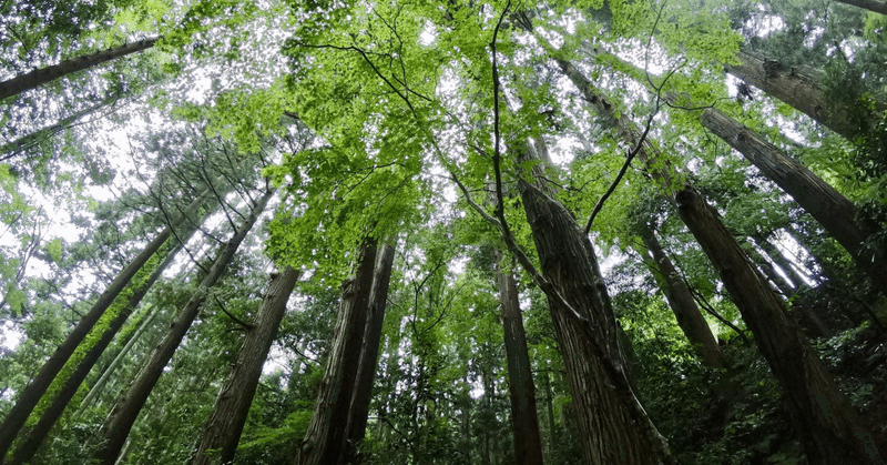 竹林整備７・・竹引きノコの修行僧