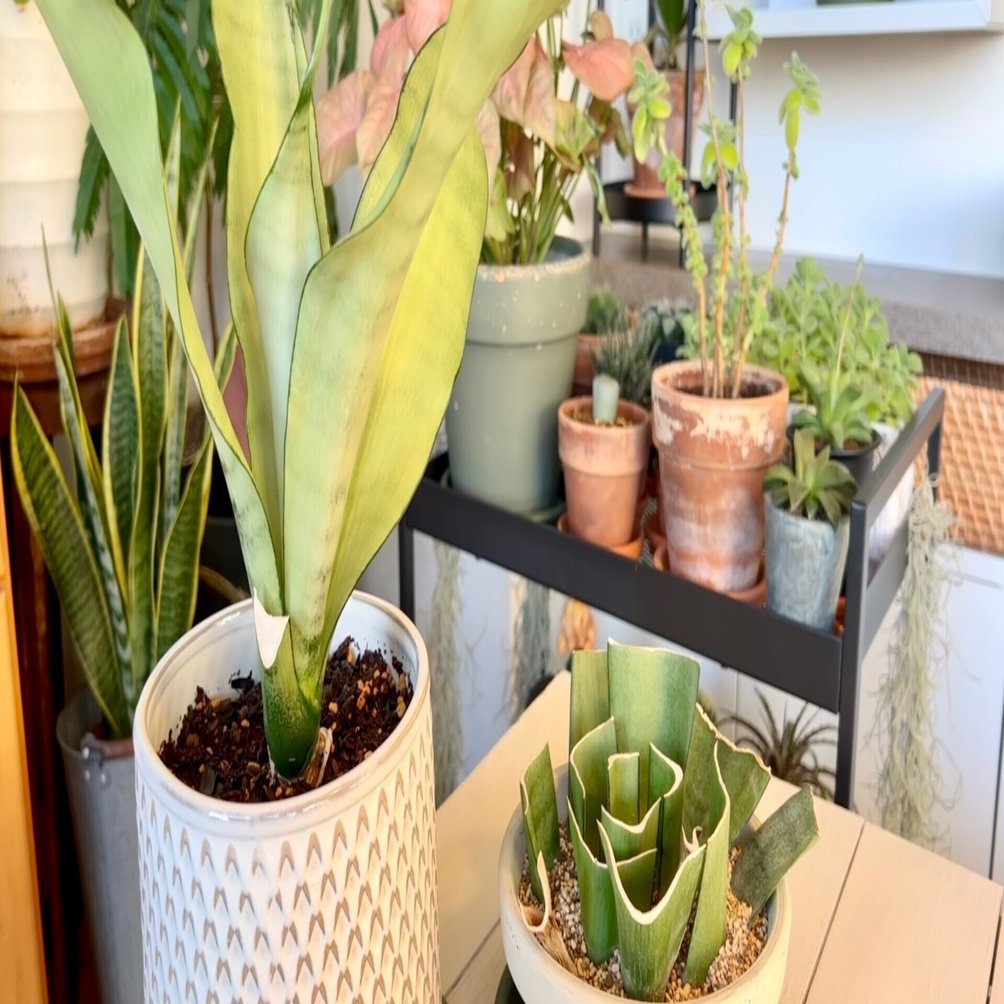 葉挿し と 子株で増えそう！ サンセベリア ムーンシャイン｜Teal Channel