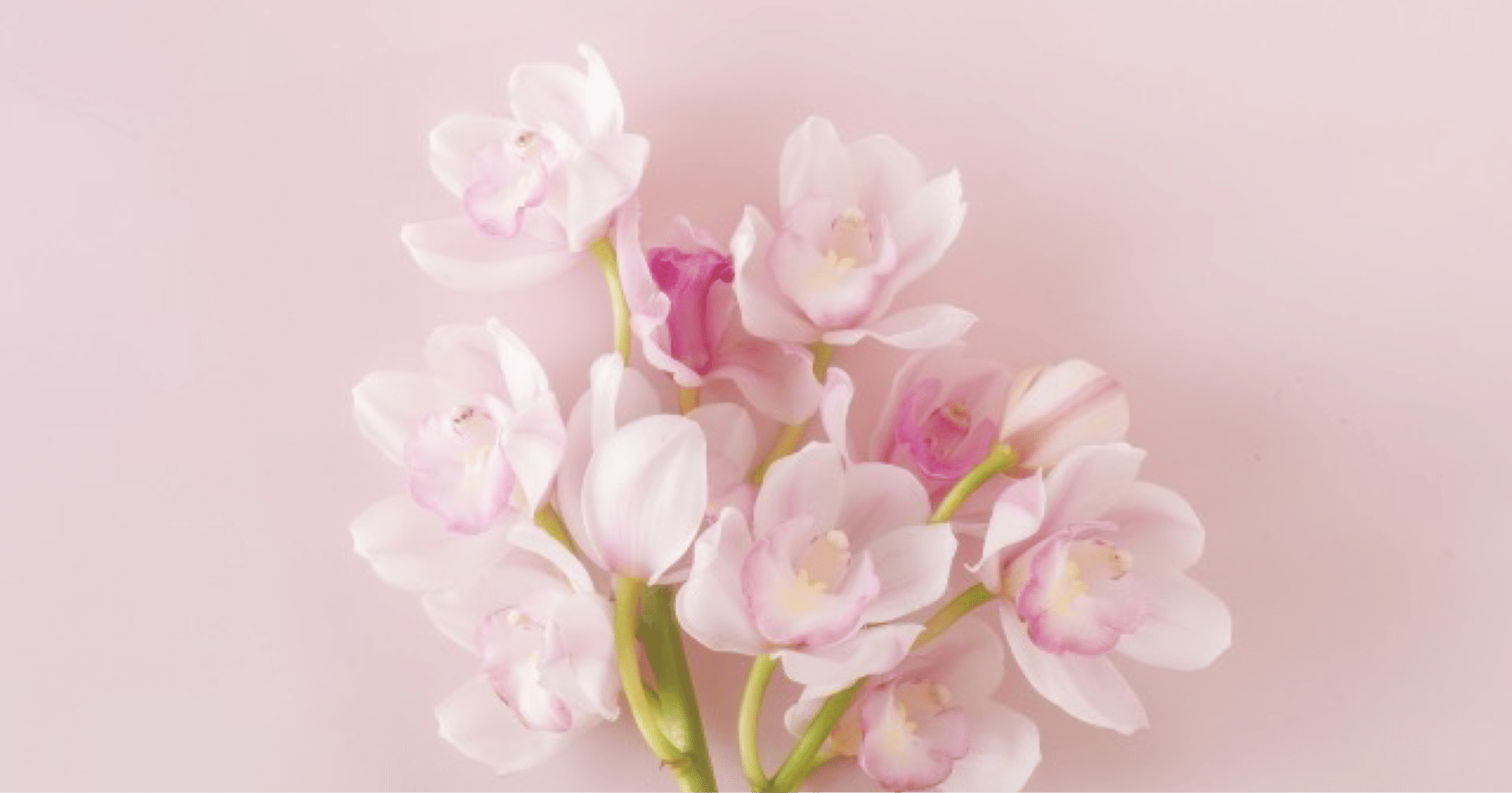 1 14 シンビジウム 私たちは矛盾を受け入れると魅力的になる Tachibana Naomi Note