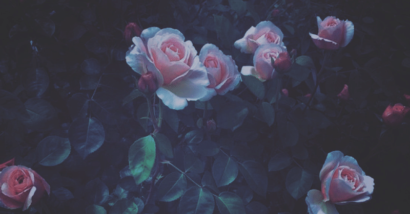 夜明けの薔薇園